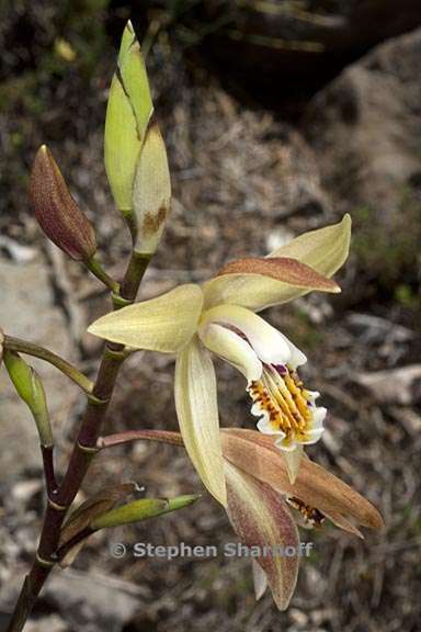 bletilla ochracea 5 graphic